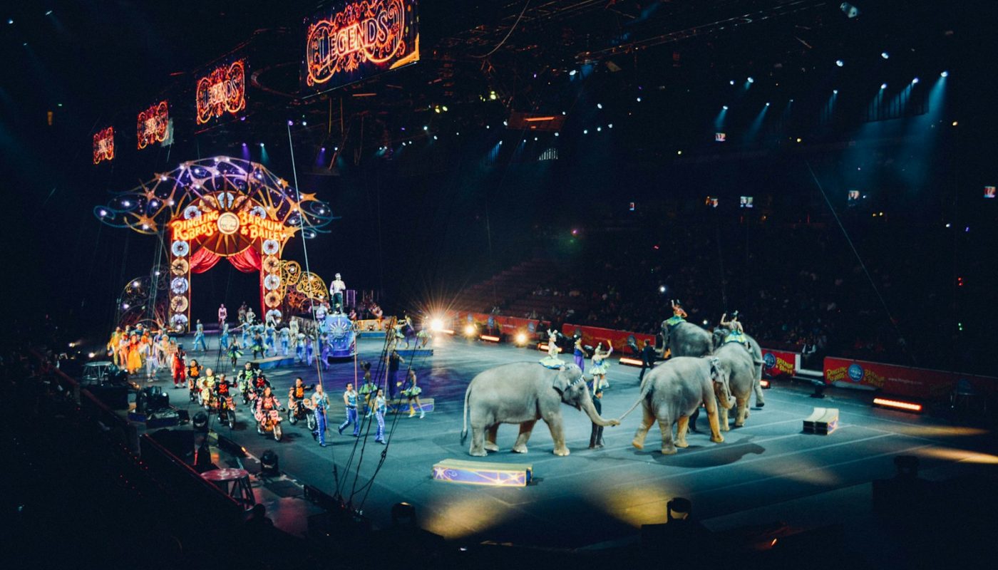 un spectacle d'éléphants gris dans un cirque